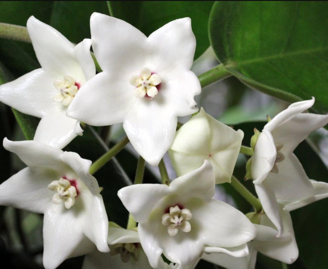 原種 ホヤ インペリアリス ホワイト サクララン Hoya imperialis white